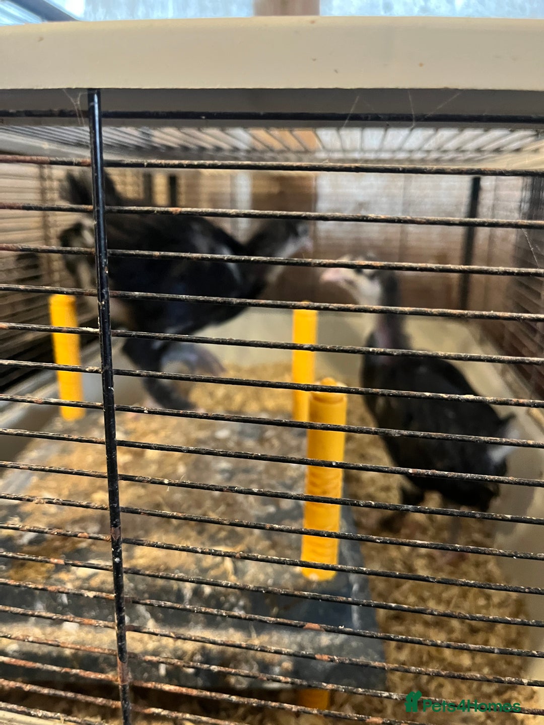 Hens poultry for sale: Black Croad Langshans for sale in Bolton  - Image 4