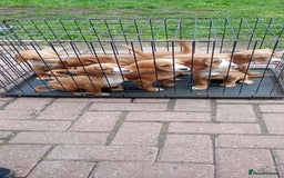 Cocker Spaniel dogs for sale: Health tested cocker spaniels  - Image 3