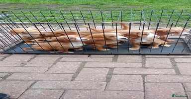 Cocker Spaniel dogs - Advert 4