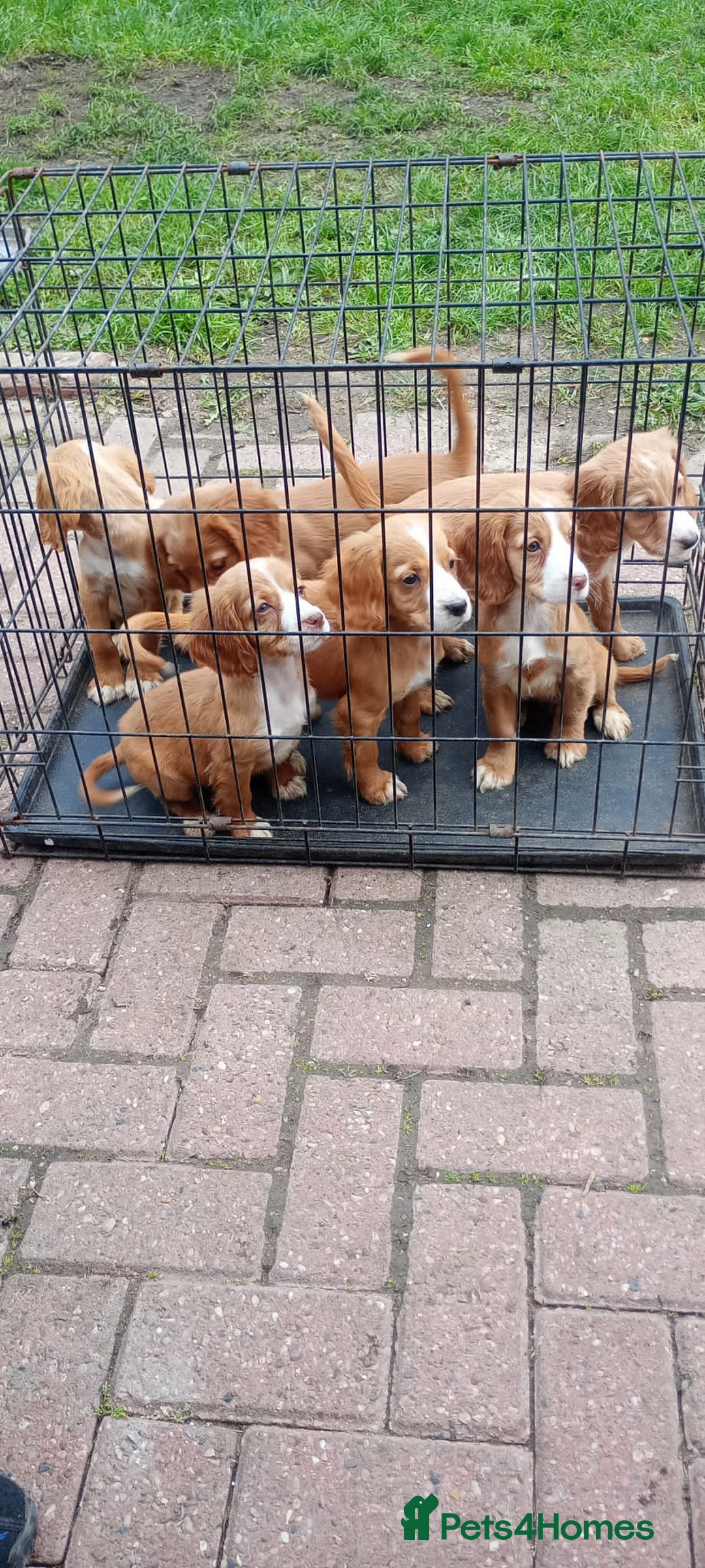 Cocker Spaniel dogs for sale: Health tested cocker spaniels  - Image 3