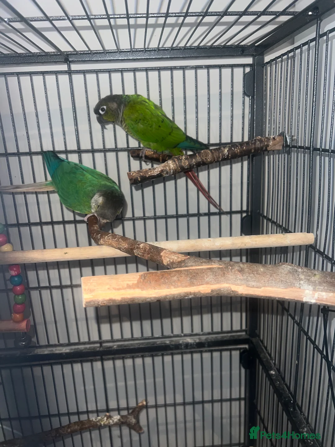 Conures birds for sale: Conure breeding pair  in Hounslow - Advert 1