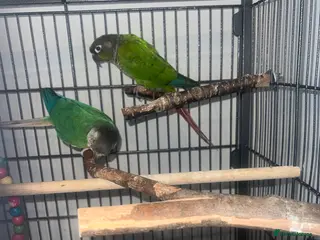 Conures birds Conure breeding pair - Advert 7