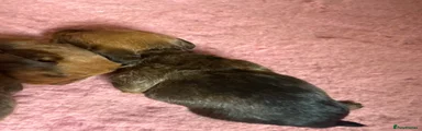 Dachshund Puppy 2