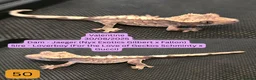 Gecko reptiles for sale: Juvenile Crested geckos - Prices lowered. - Advert 4