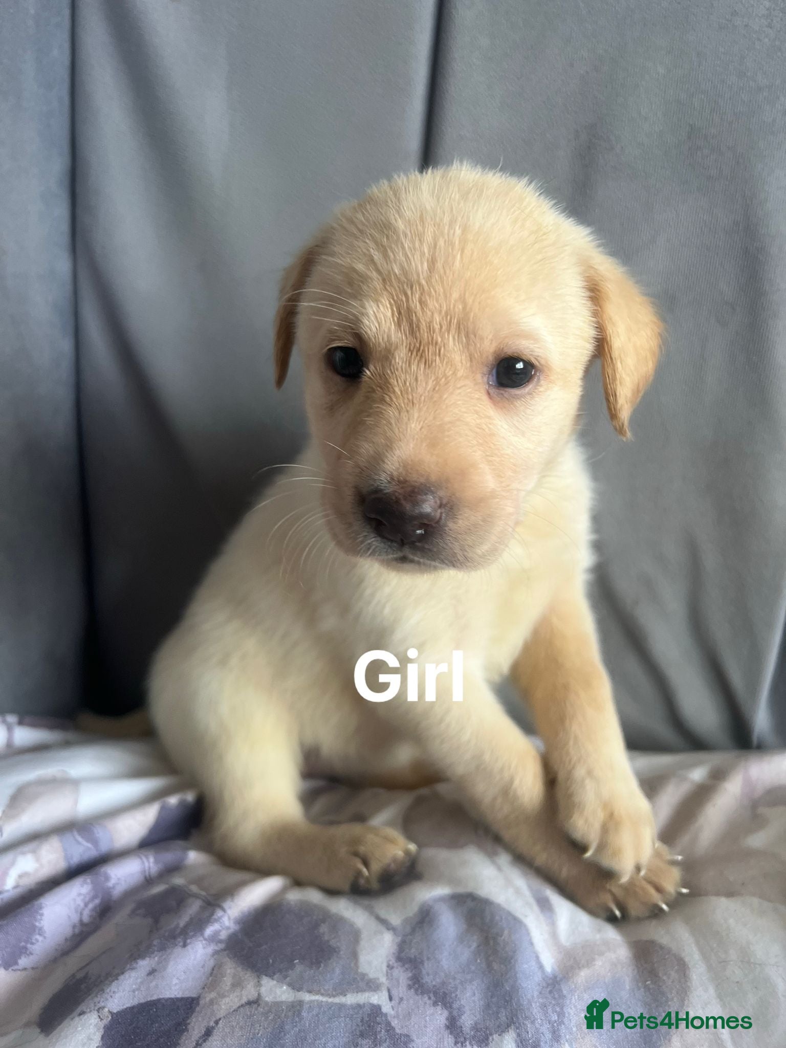 Labrador Retriever dogs Labrador puppies - Advert 1