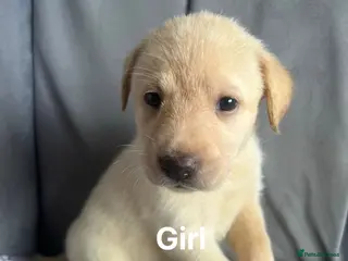 Labrador Retriever dogs Labrador puppies - Advert 5