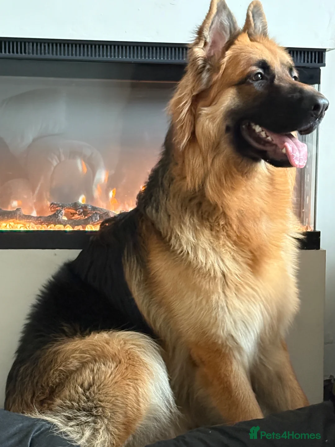 German Shepherd dogs for sale: German shepherd male  in Manchester - Advert 1