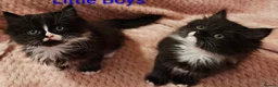 Mixed Breed cats for sale: Persian cross kittens x 5 in Manchester - Advert 2