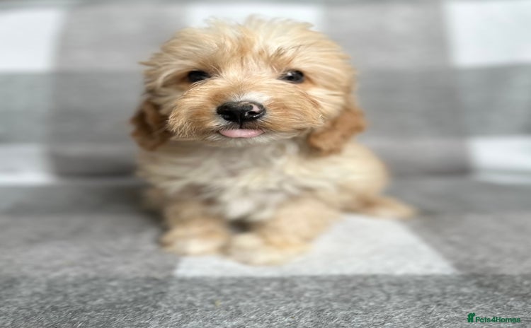 Cockapoo dogs - Advert 9