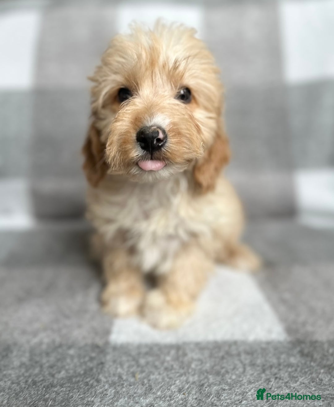 Cockapoo dogs for sale: Beautiful cockapoos looking for forever homes  - Image 1