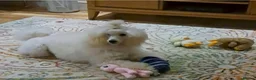 Miniature Poodle dogs for sale: Miniature poodle adult - Advert 2