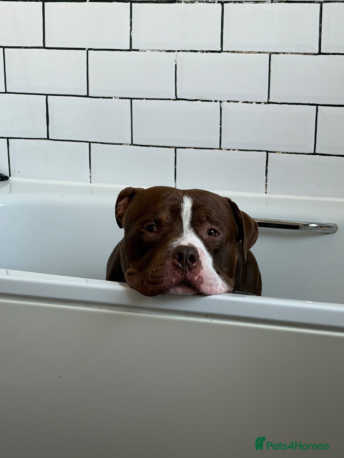 Mixed Breed dogs Selling my boy - Advert 1