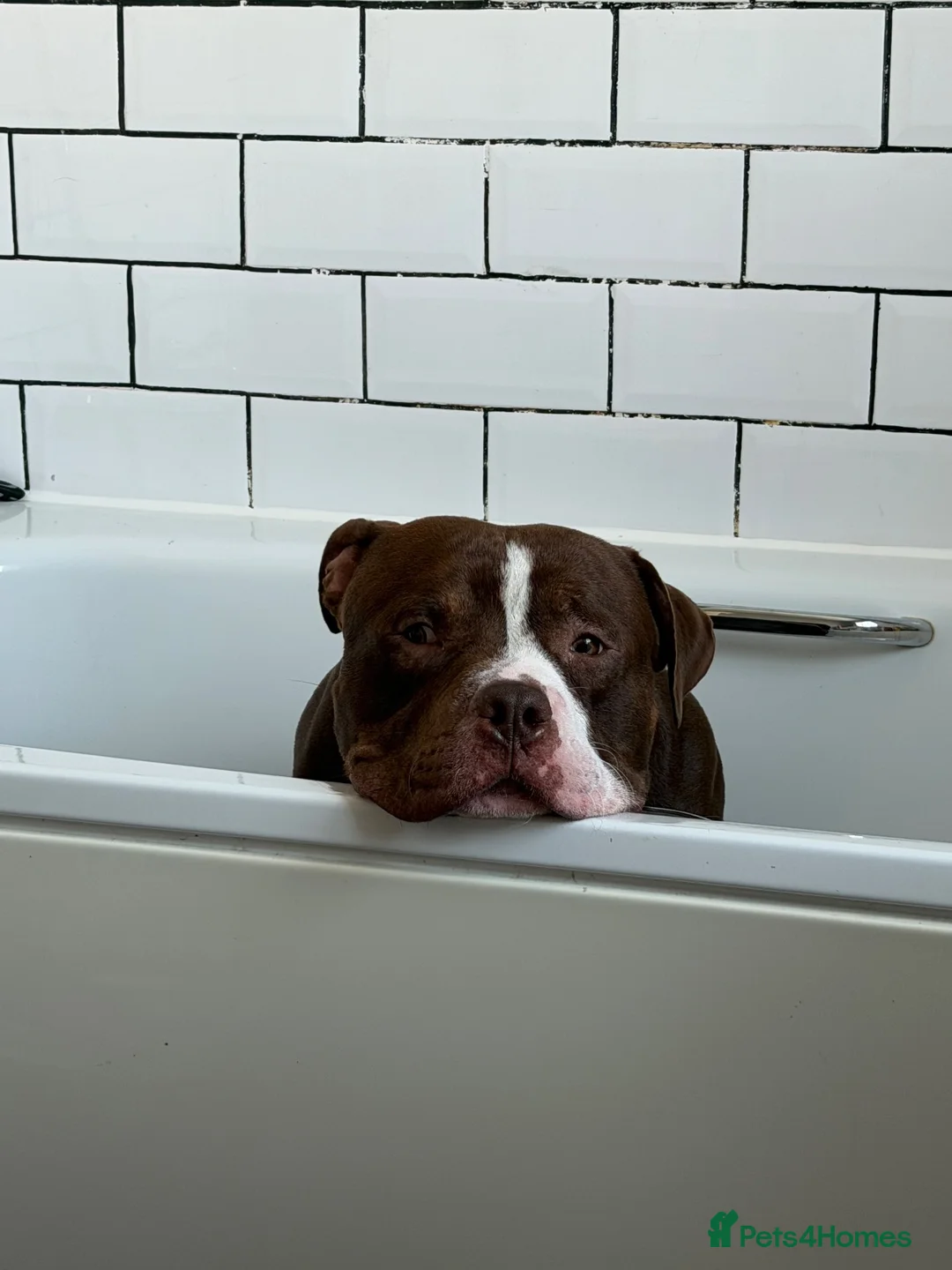 Mixed Breed dogs for sale: Selling my boy - Advert 1