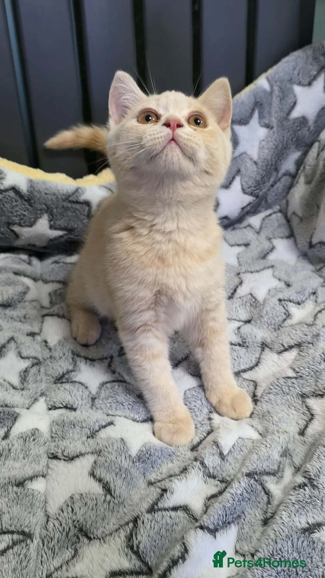 British Shorthair cats for sale: GCCF registered beautiful kittens  - Advert 8