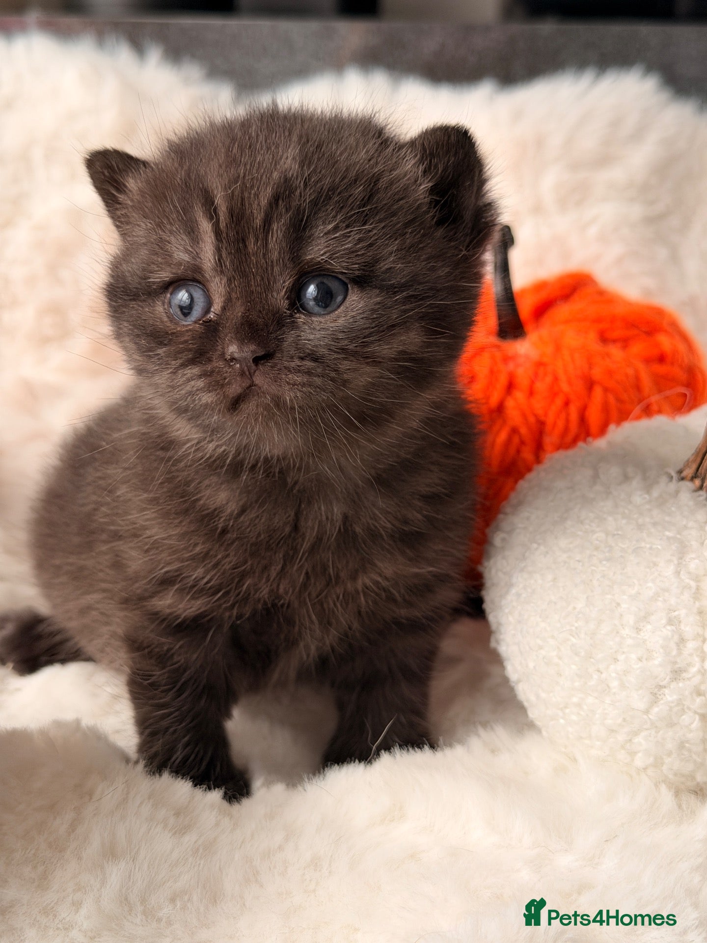 British Shorthair cats 🏆Champions line🏆BSH Kittens Tica reg  - Advert 2