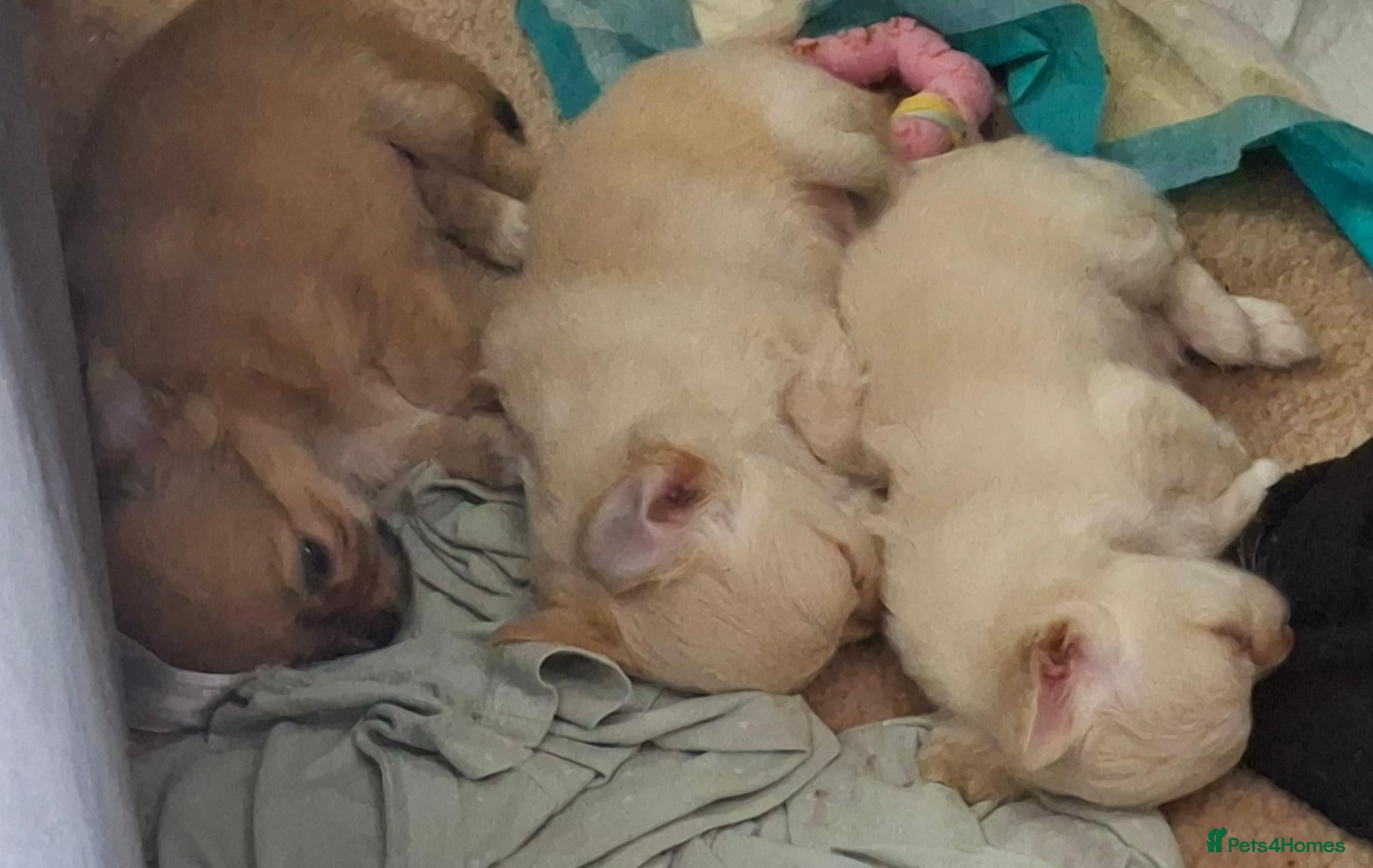 Chihuahua dogs 3 chihuahua boys for sale  - Advert 2