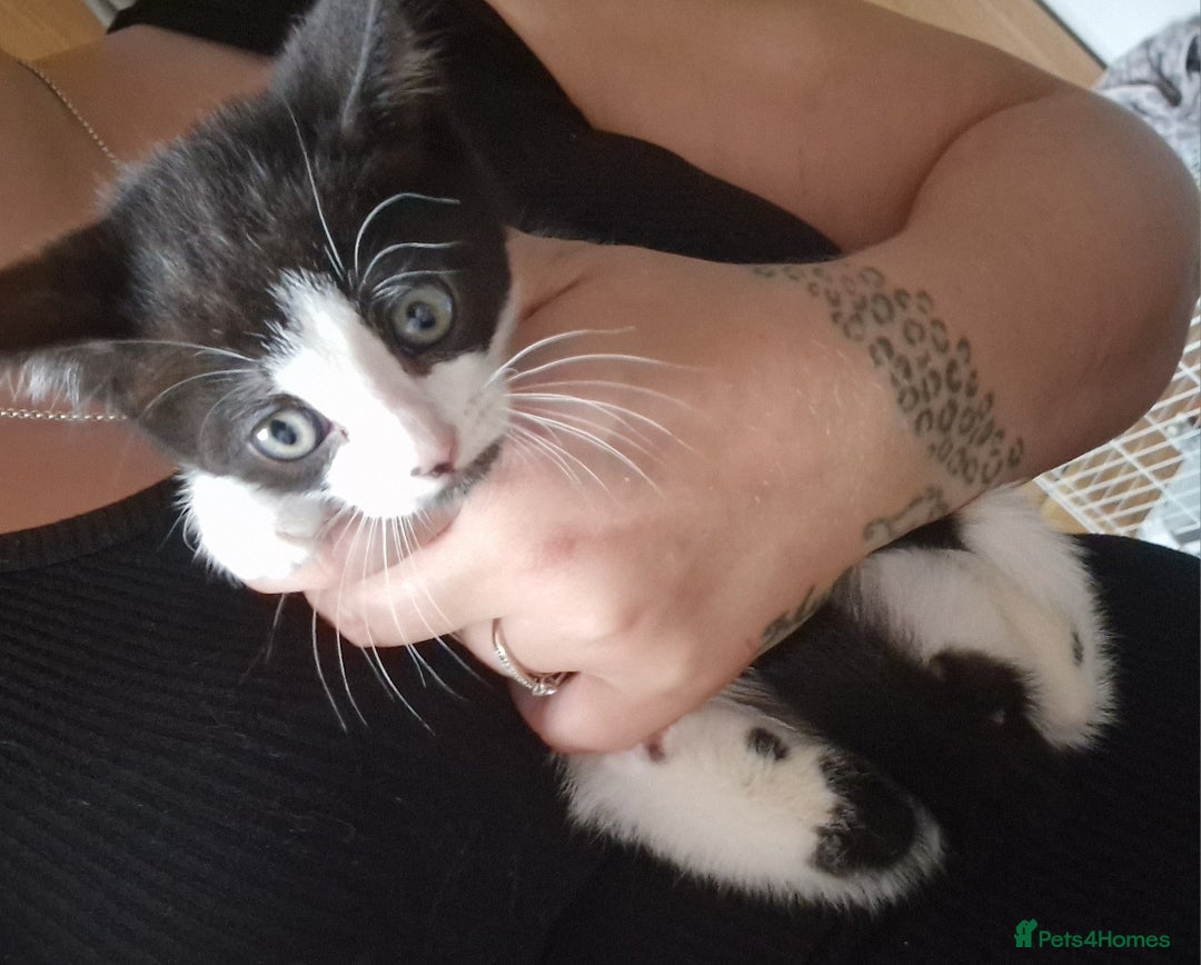 Domestic Shorthair cats for sale: Kittens for sale  - Image 9