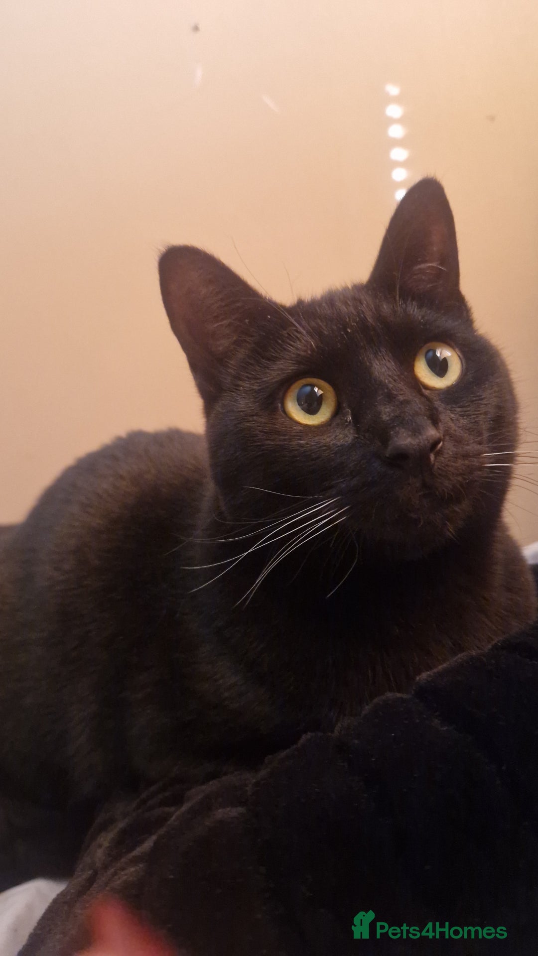 Mixed Breed cats for sale: Black Male 2 years old  - Advert 4