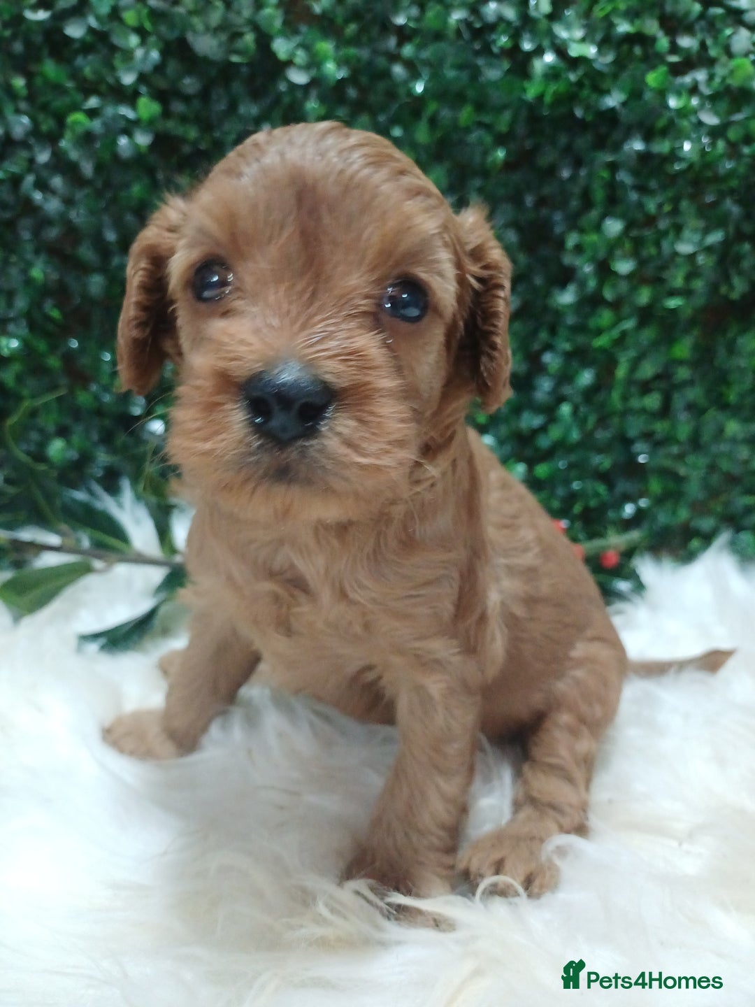 Cavapoo dogs for sale: Gorgeous red toy cavapoos  - Advert 10