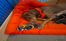 Mixed Breed dogs for sale: Lab/ staffys - Image 2