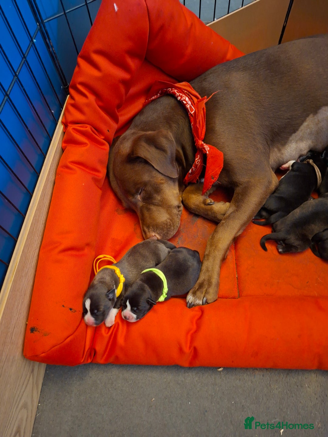 Mixed Breed dogs for sale: Lab/ staffys - Image 2