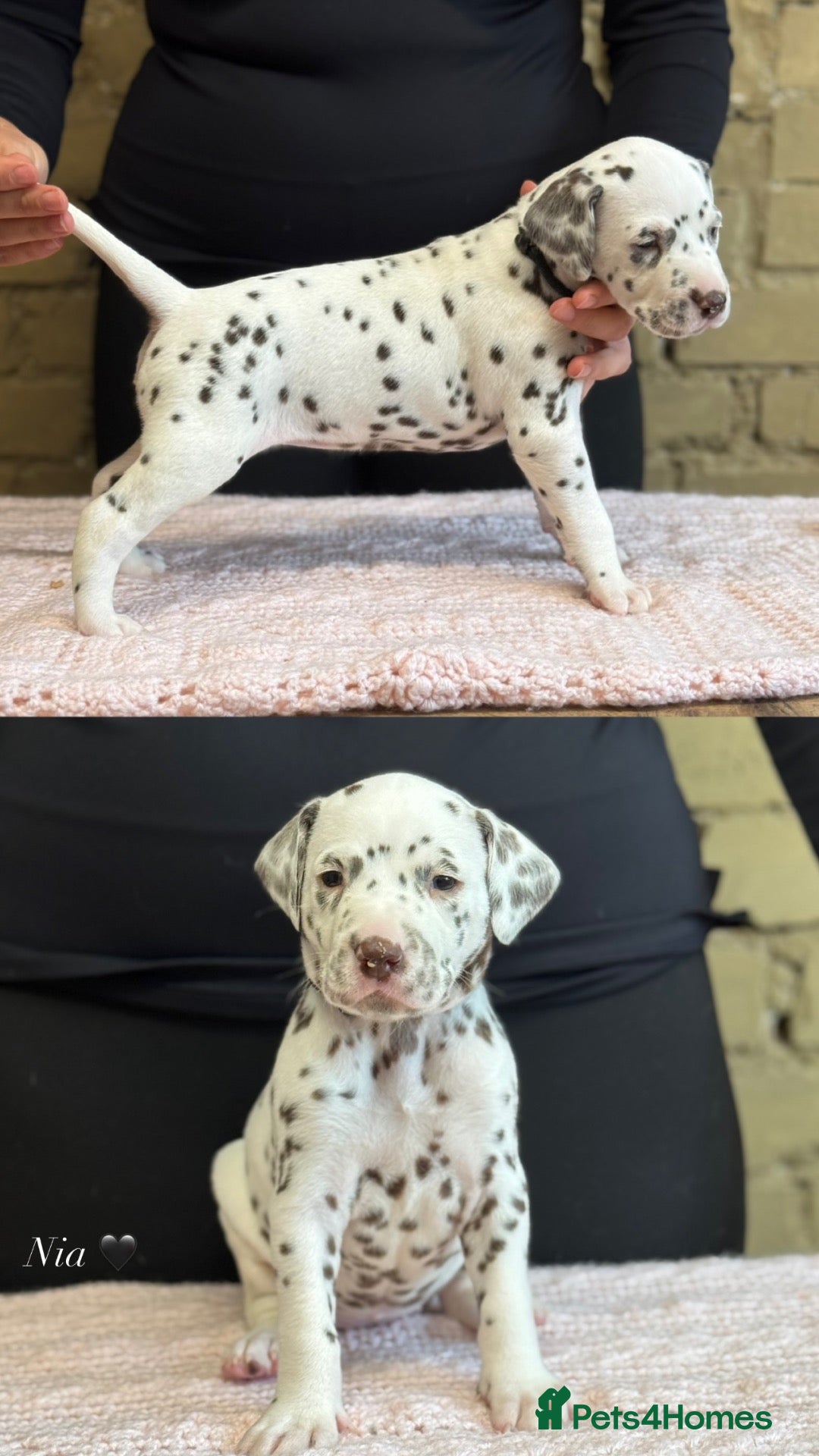 Dalmatian dogs Eagerly Awaited Litter Now Here 💫 - Advert 2