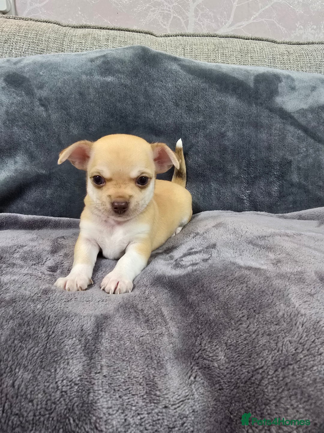 Chihuahua dogs for sale: Chihuahua pedigree pups. Not KC. - Image 30
