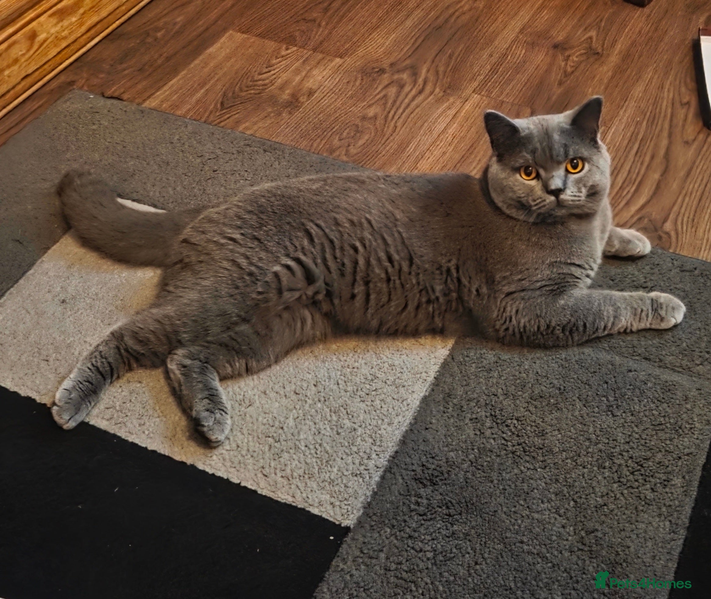 British Shorthair cats Blue British shorthair  - Advert 15