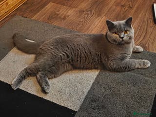 British Shorthair cats Blue British shorthair - Advert 8