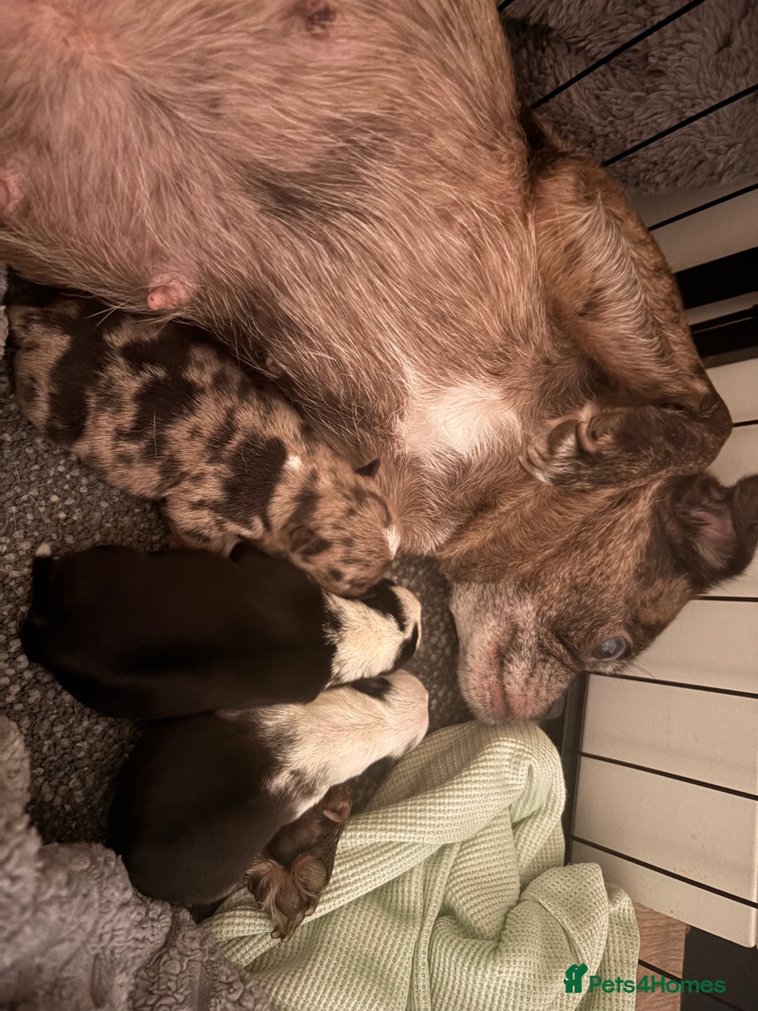 Jug dogs for sale: Amazing Jug Puppies - Image 10