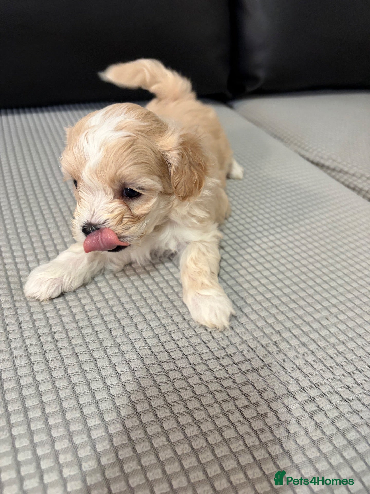 Bichon Frise dogs Bichon Frise Puppies for sale  - Advert 4