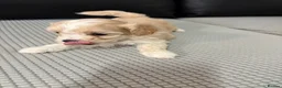 Bichon Frise dogs for sale: Bichon Frise Puppies for sale  - Advert 1
