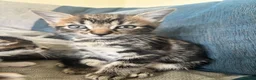 Mixed Breed cats for sale: Final three kittens - Advert 4