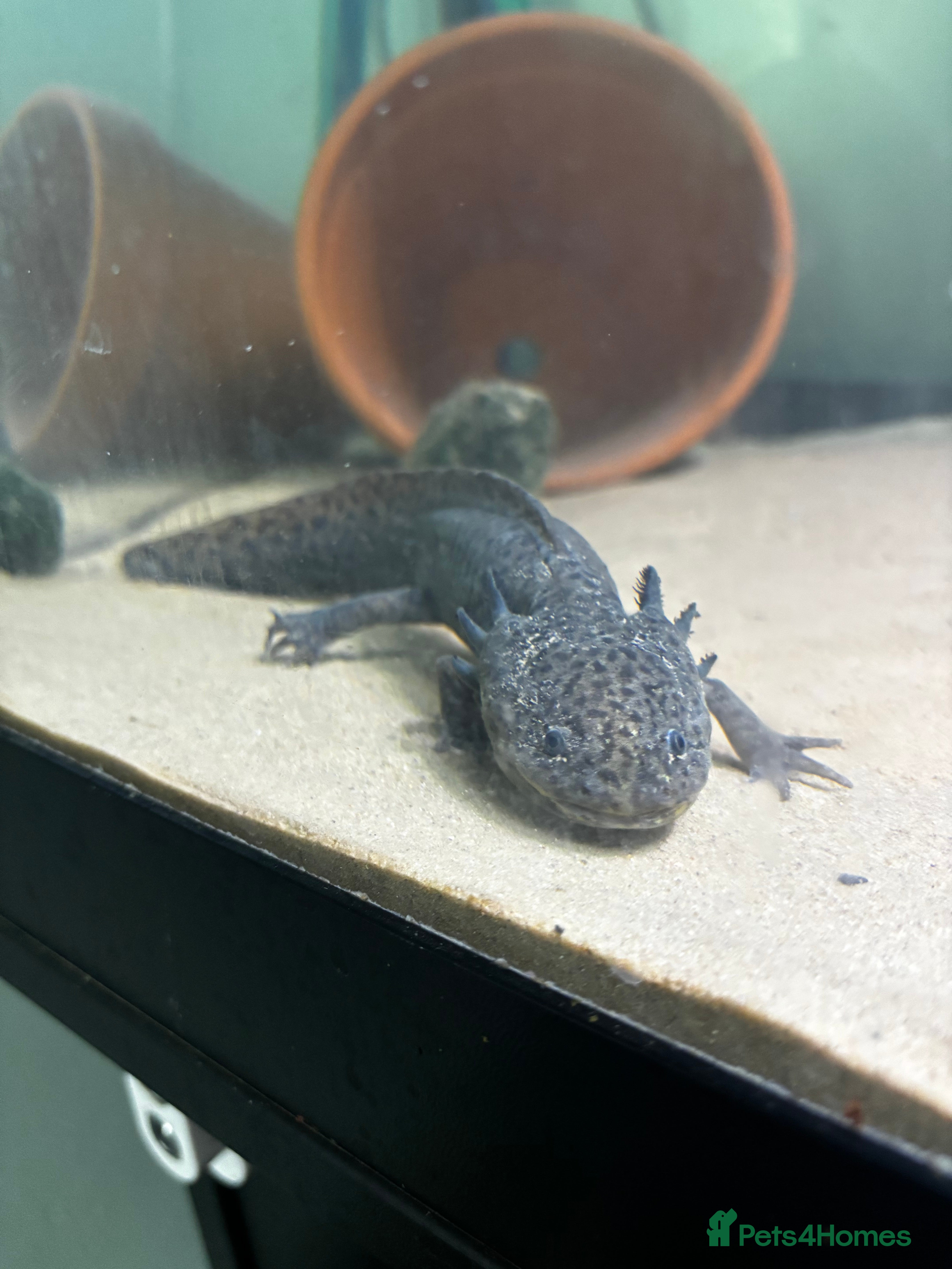 Axolotl reptiles Wild type axolotl - Advert 3