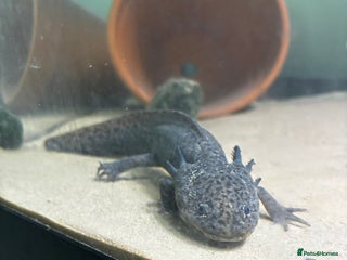 Axolotl reptiles Wild type axolotl - Advert 1