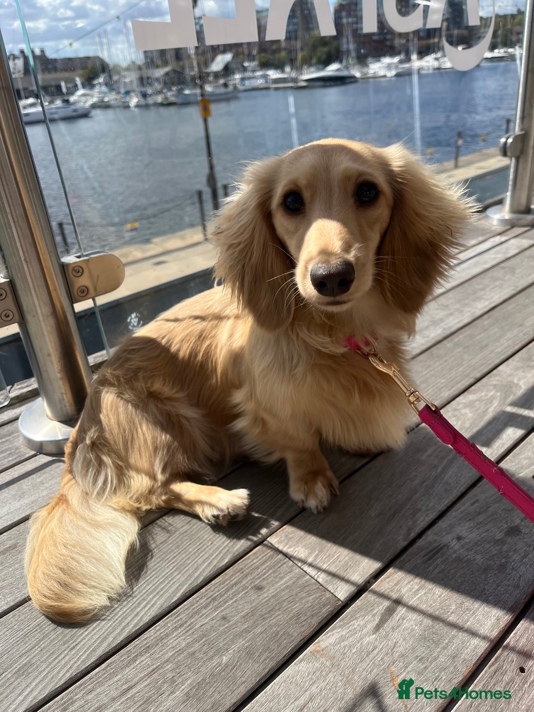 Miniature Dachshund dogs for sale: Cream KC reg miniature dachshund - Advert 1