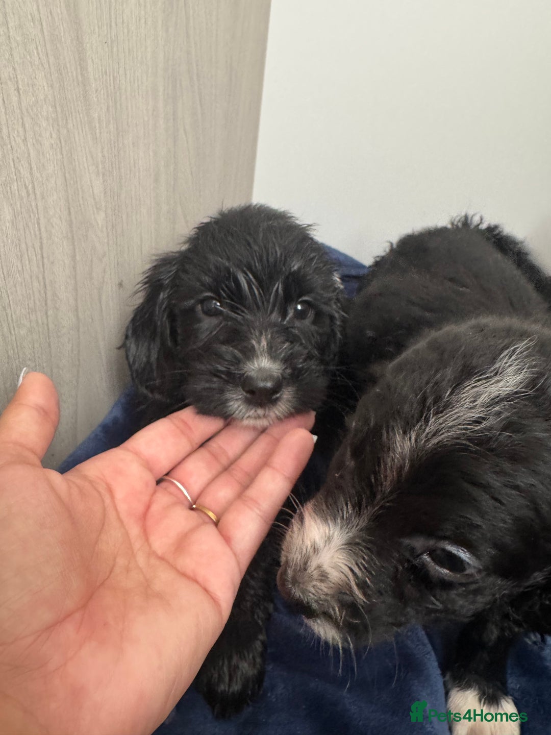 Cockapoo dogs for sale: Beautiful Cockapoo puppies!  - Image 11