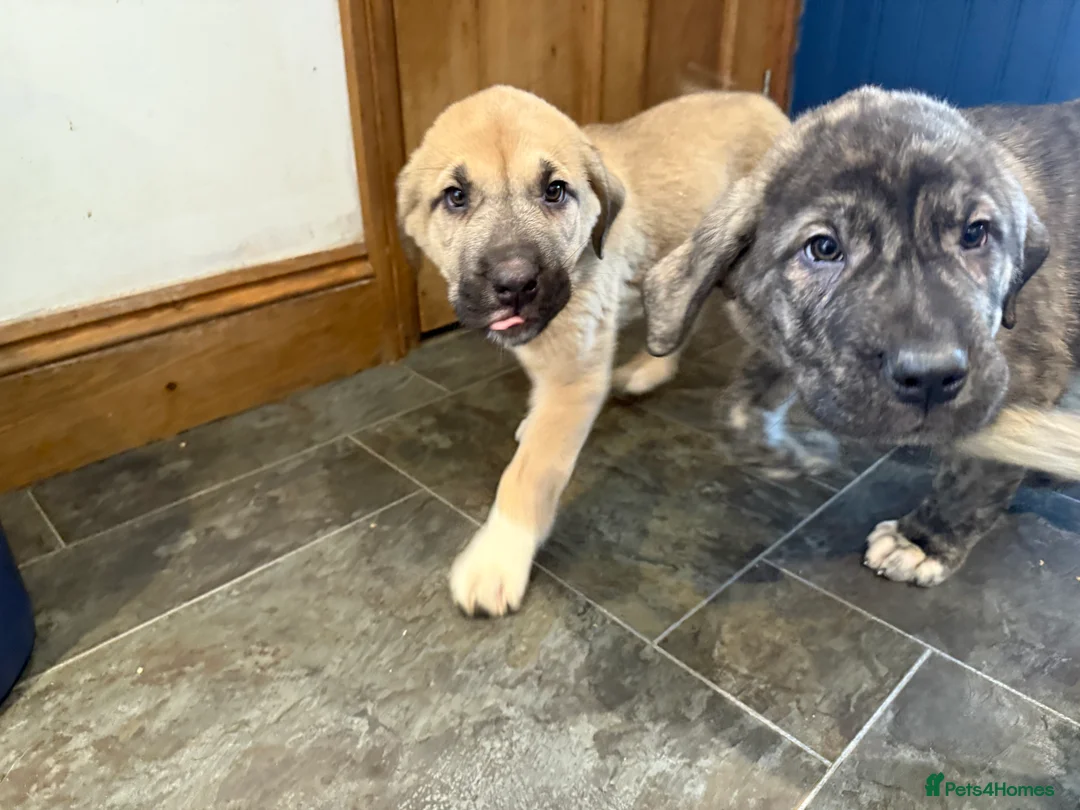 Mastiff dogs for sale: Registered Spanish mastiff puppies  - Advert 25