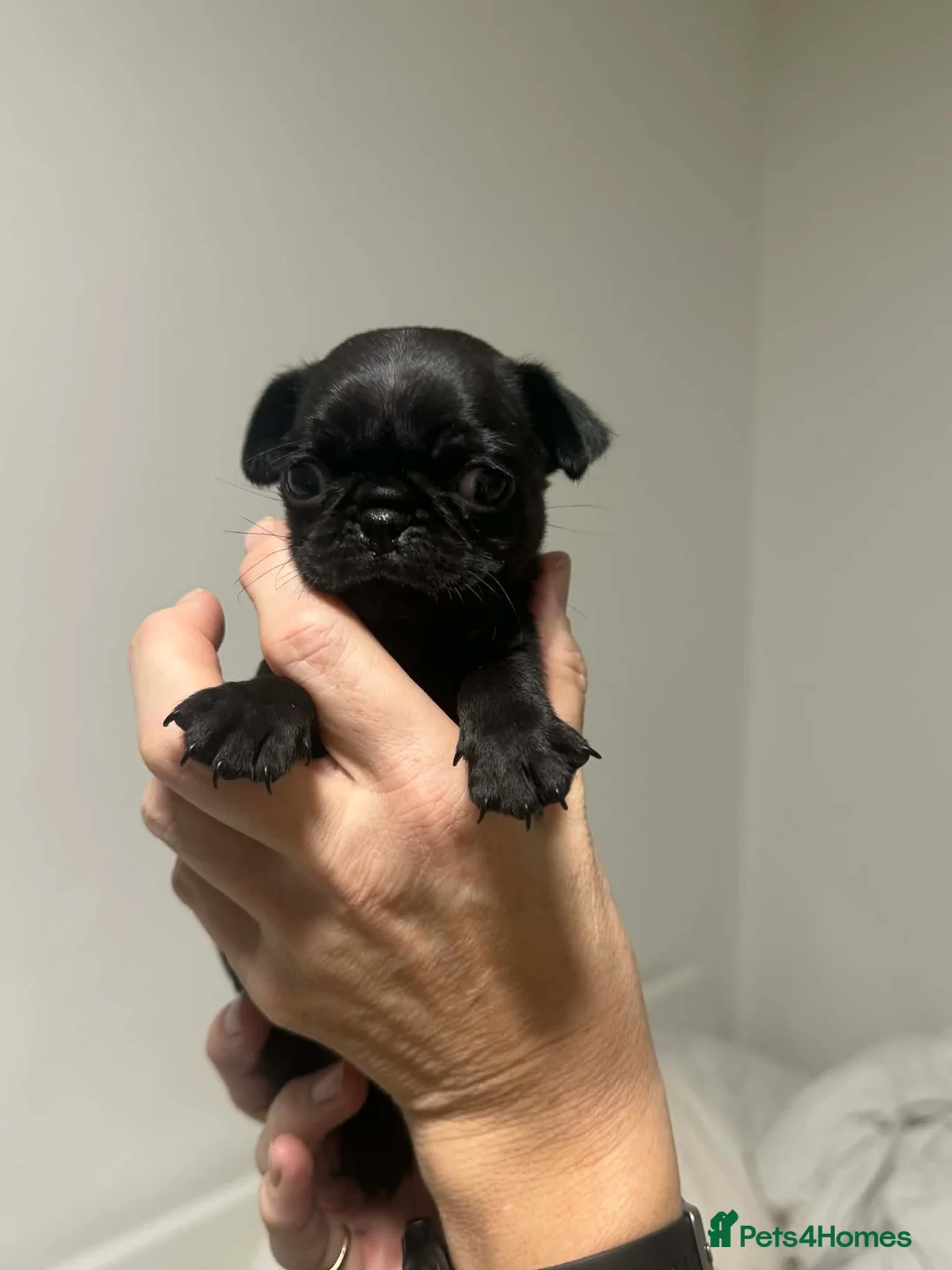 Pug dogs for sale: Perfect pocket pugs - Advert 4