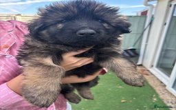 German Shepherd dogs for sale: German shepherd  - Image 21