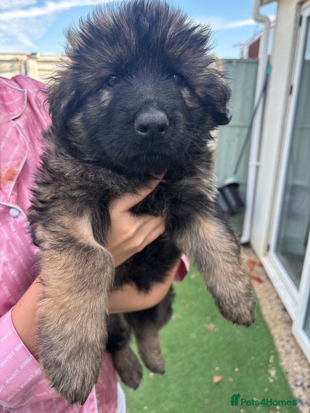 German Shepherd dogs for sale: German shepherd  - Image 21