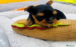 Yorkshire Terrier dogs for sale: Playful Yorkshire terrier puppies - Image 7