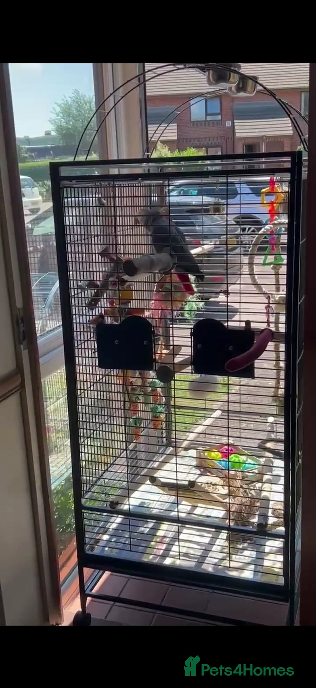 Parrots birds for sale: African grey  - Advert 3