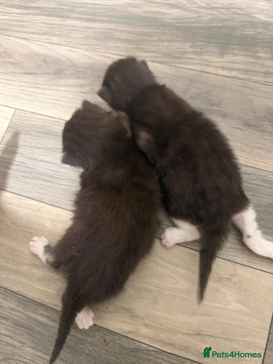 Mixed Breed cats for sale: Cute kittens in Portsmouth - Advert 2