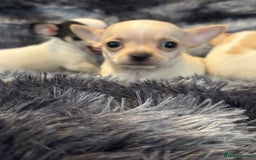 Chihuahua dogs for sale: Chihuahua puppy’s  - Image 10
