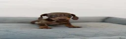 Dachshund dogs for sale: Miniature Dachshund  - Advert 8