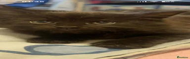 Mixed Breed 1