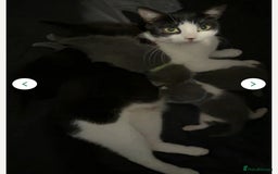 Mixed Breed cats for sale: Rehoming female kitten - Image 6