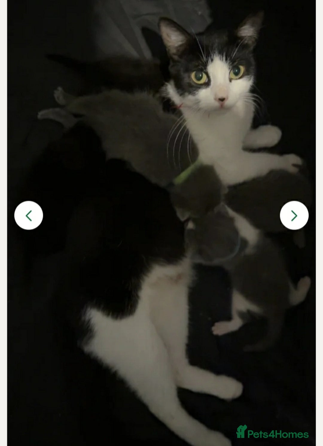 Mixed Breed cats for sale: Rehoming female kitten - Image 6