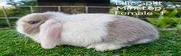 Mini Lop rabbits for sale: Various Mini Lop Babies  - Advert 4